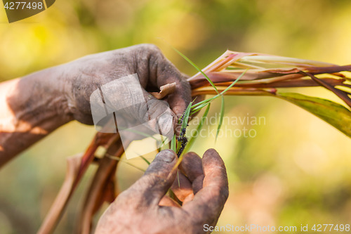 Image of Farmer examining cardamom plant