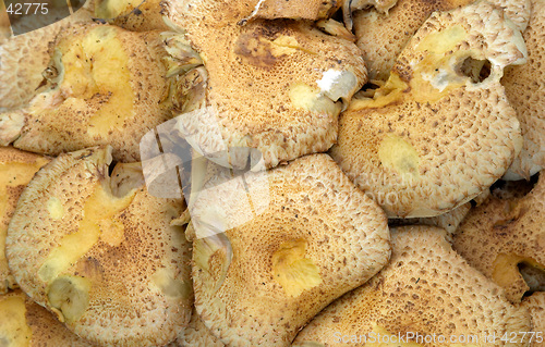 Image of Mushroom texture of Pholiota squarrosa (Shaggy Pholiota), Gothenburg, Sweden
