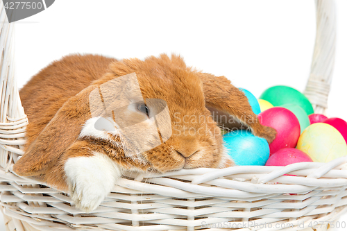 Image of Beautiful domestic rabbit in basket with eggs