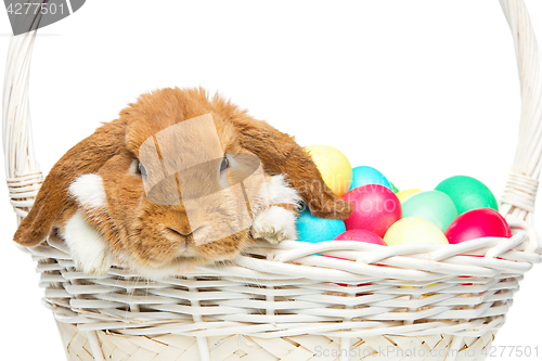 Image of Beautiful domestic rabbit in basket with eggs