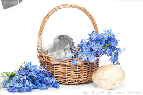 Image of Chinchilla in basket