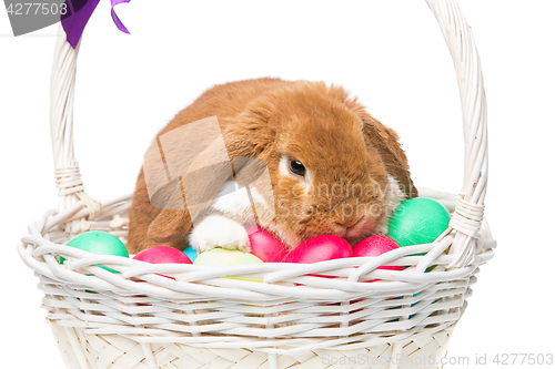 Image of Beautiful domestic rabbit in basket with eggs