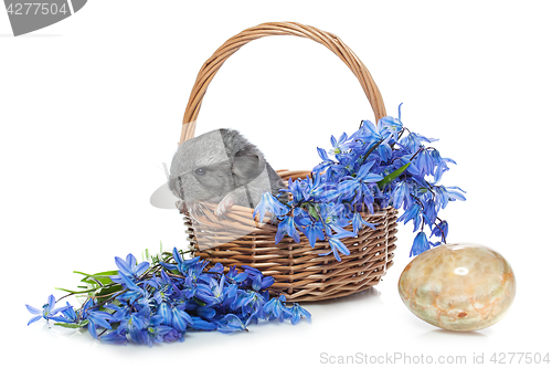 Image of Chinchilla in basket