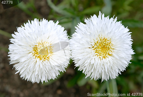 Image of White flowers of Leucanthemum superbum "Snehurka", Asteraceae, (Shasta daisy) botanical garden, Gothenburg, Sweden