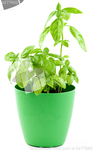 Image of Fresh Green Basil