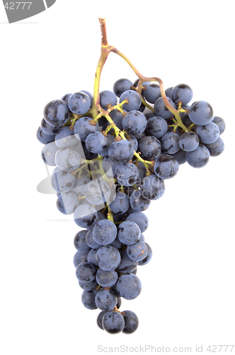 Image of Pinot Noir Grapes