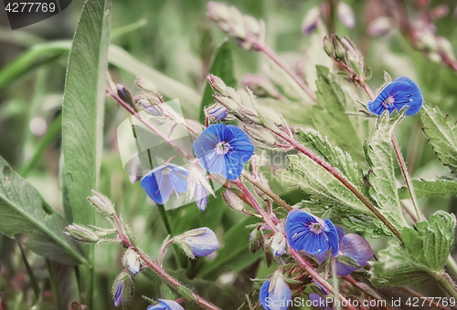 Image of Veronica or Germander Speedwell Flowers