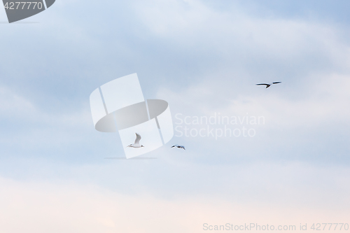 Image of Seagulls Flying In The Sky