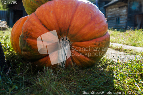 Image of Big orange pumpkin