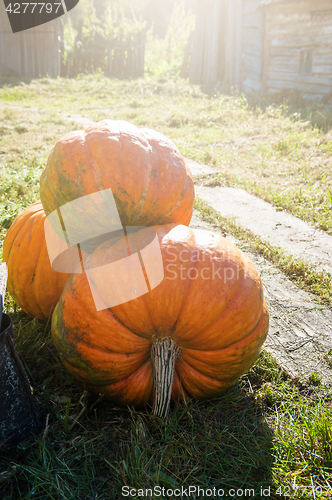 Image of Big orange pumpkin