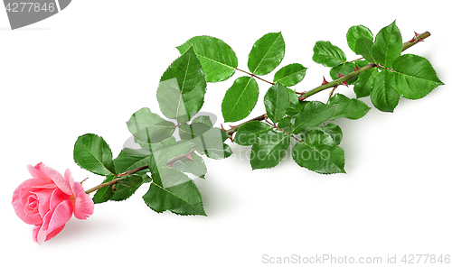 Image of Pink rose flower lying