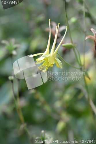 Image of Golden columbine close up