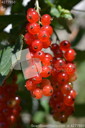 Image of Red currant close up