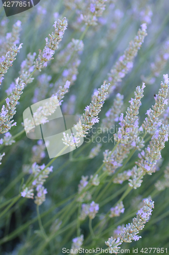 Image of Lavender close up