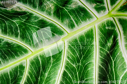 Image of green leaf background