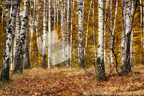 Image of color autumn forest