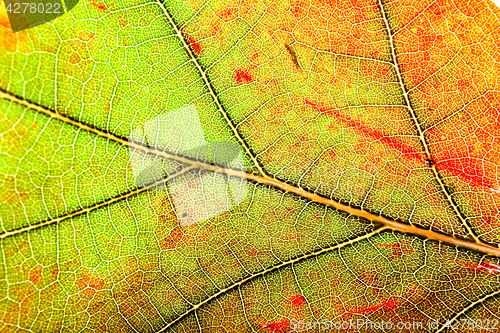 Image of leaf autumn background