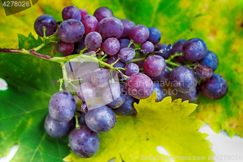 Image of fresh red grapes