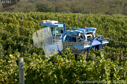 Image of Mechanical Grape Harvest