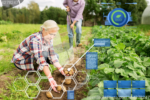 Image of senior couple planting potatoes at garden or farm