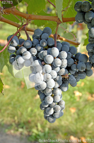 Image of Winery-Pinot Noir Grapes 2