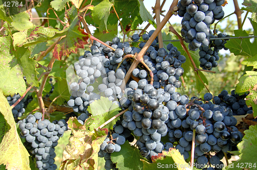Image of Winery-Pinot Noir Grapes 3