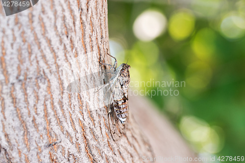 Image of Cicada camouflaged on an olive tree