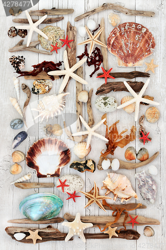 Image of Seashell and Driftwood Abstract Art
