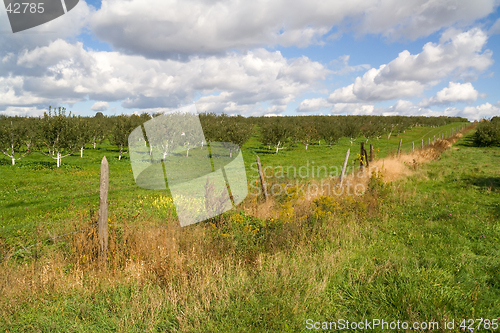 Image of Apple Orchard