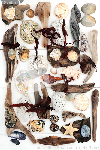 Image of Driftwood Rocks Seaweed and Seashell Abstract
