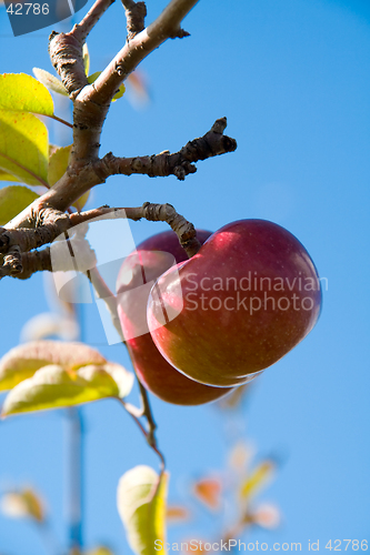 Image of Apples on the Tree 2