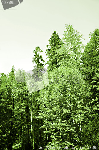Image of Green forest