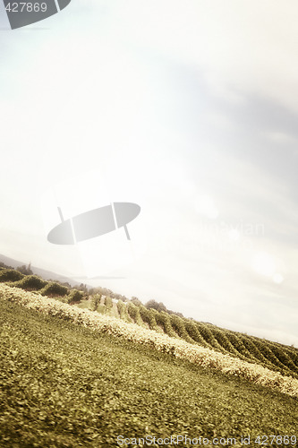 Image of Country landscape