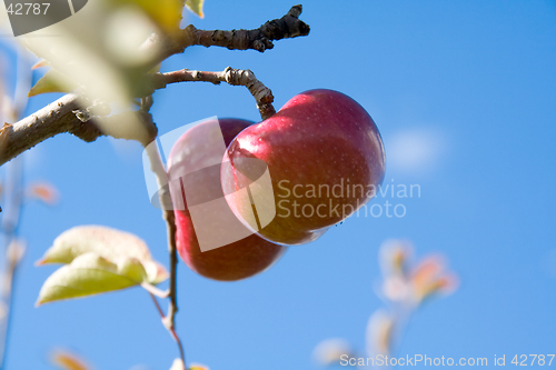 Image of Apples on the Tree