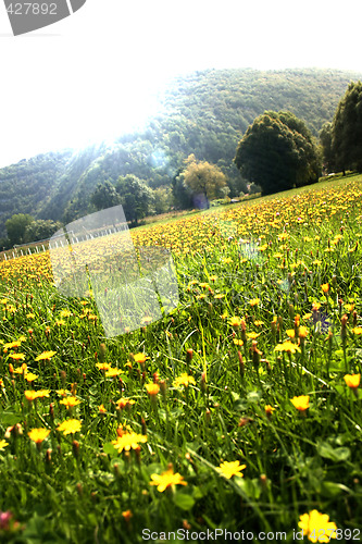 Image of Flowers landscape