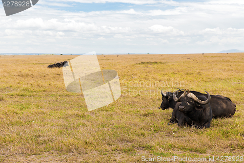 Image of buffalo bulls grazing in savannah at africa