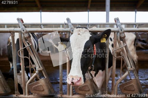 Image of herd of cows in cowshed on dairy farm