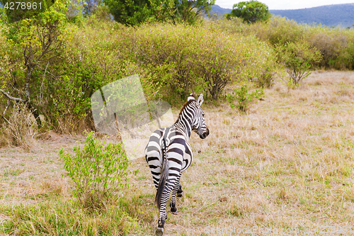 Image of zebra grazing in savannah at africa