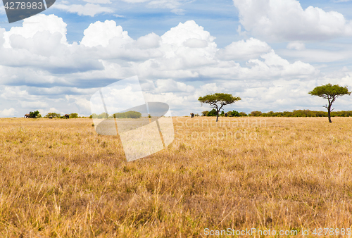 Image of elephants in savannah at africa