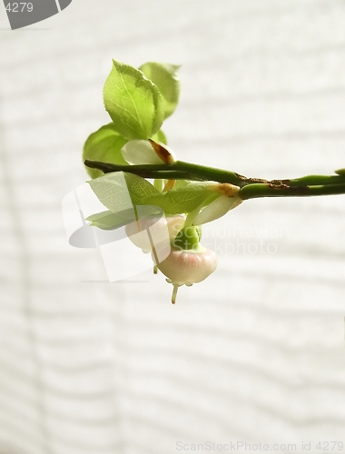 Image of Branch /bilberry/