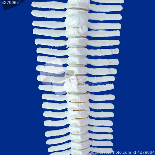 Image of Spine of a dolphin