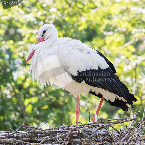 Image of White stork sitting on a nest