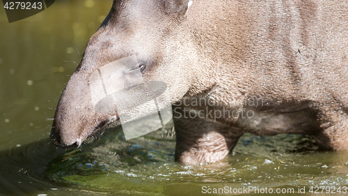 Image of Profile portrait of south American tapir in the water