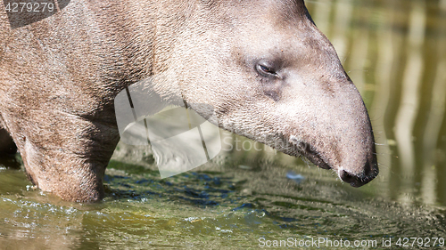 Image of Profile portrait of south American tapir in the water