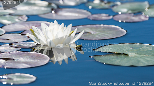 Image of White lotus flower on mirror blue pond surface