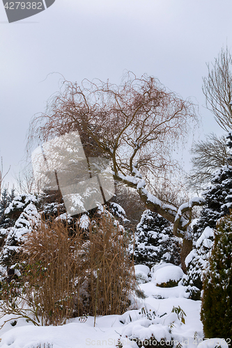 Image of beautiful winter garden covered by snow