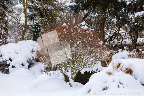 Image of beautiful winter garden covered by snow