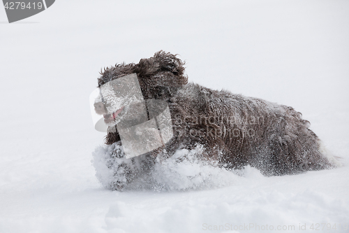 Image of english cocker spaniel dog playing in fresh snow