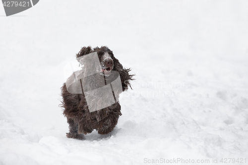 Image of english cocker spaniel dog playing in fresh snow