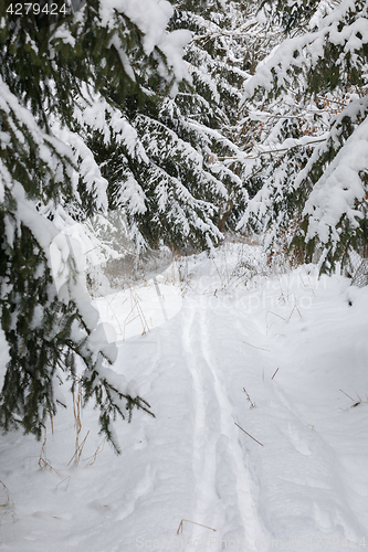 Image of A serene winter landscape with trees covered in snow